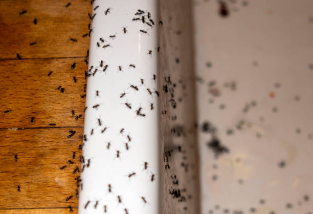Best Exterminator Services  in Wildwood, NJ